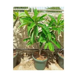 JARDINTROPIC - Plumeria rubra blanc à coeur jaune (frangipanier) pot de 65l - 130/150cm