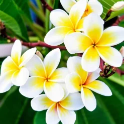 JARDINTROPIC - Plumeria rubra blanc à coeur jaune (frangipanier) pot de 65l - 130/150cm