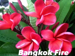 JARDINTROPIC - Plumeria rubra "toppicana" (frangipanier) pot de 2 litres ? 20/30 cm - couleur floraison:blanc/jaune/rose