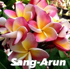 JARDINTROPIC - Plumeria rubra "ligne nam tan" (frangipanier) pot de 2 litres ? 20/30 cm -