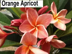 JARDINTROPIC - Plumeria rubra "heidi gold" (frangipanier)- pot de 2 litres ? 20/30 cm