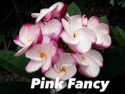 JARDINTROPIC - Plumeria rubra "phet nam ang" (frangipanier) pot de 2 litres ? 20/30 cm - couleur floraison:blanc/jaune/rose