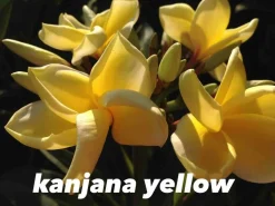 JARDINTROPIC - Plumeria rubra "somline" (frangipanier) pot de 2 litres ? 20/30 cm - couleur floraison:blanc/jaune/rose