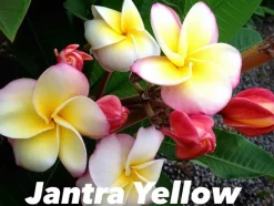 JARDINTROPIC - Plumeria rubra "thai dane" (frangipanier) pot de 2 litres ? 20/30 cm - couleur floraison:tricolore