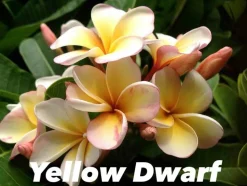 JARDINTROPIC - Plumeria rubra "tippratumporn" (frangipanier) couleur floraison:orange - pot de 2 litres ? 20/30 cm