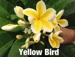 JARDINTROPIC - Plumeria rubra "yellow bird" (frangipanier)- pot de 2 litres ? 20/30 cm