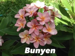 JARDINTROPIC - Plumeria rubra "bunyen" (frangipanier) pot de 2 litres ? 20/30 cm