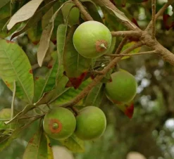 JARDINTROPIC - Pouteria obovata (lucuma, lucumo, fruit-oeuf) pot de 25l - 160/180cm