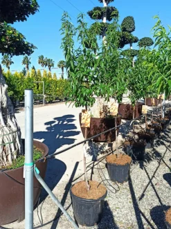 JARDINTROPIC - Prunus dulcis (amandier) pot de 30l -160/180 cm
