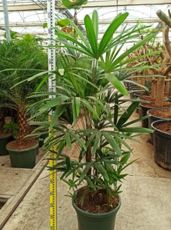JARDINTROPIC - Rhapis excelsa (palmier bambou) pot de 25l - 150/175cm