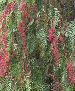 JARDINTROPIC - Schinus molle (faux poivrier, poivre rose) pot de 3 litres ? 60/80 cm