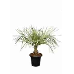 JARDINTROPIC - Spécimen de butia capitata (palmier à vin ou gelée) pot de 2 litres ? 20/30 cm