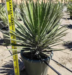 JARDINTROPIC - Yucca filifera (palmier de saint pierre) pot de 130l 150/175cm