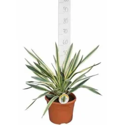 JARDINTROPIC - Yucca gloriosa variegata (dague espagnole) pot de 65l - 70/100cm