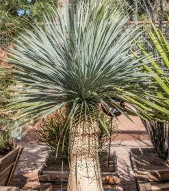 JARDINTROPIC - Yucca rostrata pot de 45l tronc 100/125cm hauteur 175/200cm