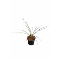 JARDINTROPIC - Yucca rostrata pot de 35l tronc 60/80cm hauteur 125/150cm