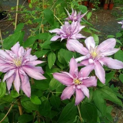 JAVOY PLANTES - Clématite 'mrs spencer castle' - clematis 3l - 60/90cm