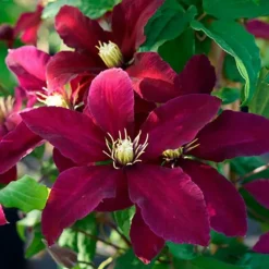 JAVOY PLANTES - Clématite 'niobe' - clematis 1,5l - 40/60cm