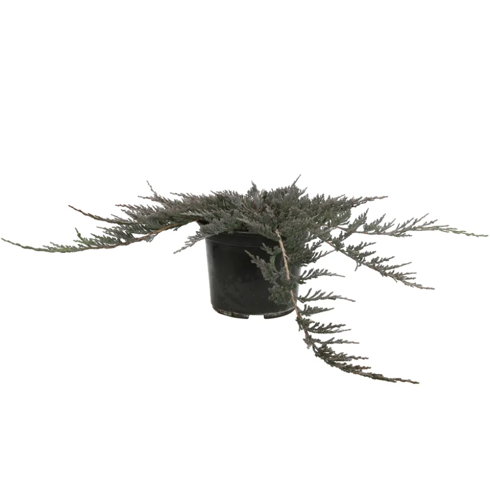 Juniperus Blue Chip, Génévrier : pot 3 litres - H. 30/40 cm
