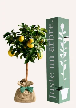 JUSTE UN ARBRE. - Citronnier des 4 saisons |idée cadeau : naissance, mariage, anniversaire - à planter en intérieur ou extérieur.