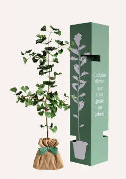 JUSTE UN ARBRE. - Ginkgo biloba "arbre aux quarante écus" | idée cadeau naissance, mariage, anniversaire - à planter en intérieur ou extérieur.