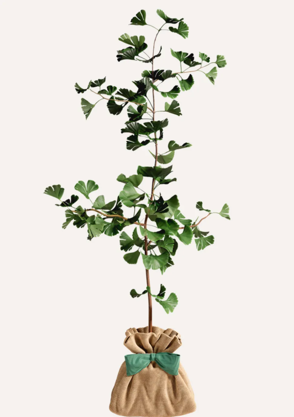 JUSTE UN ARBRE. - Ginkgo biloba "arbre aux quarante écus" | idée cadeau naissance, mariage, anniversaire - à planter en intérieur ou extérieur.