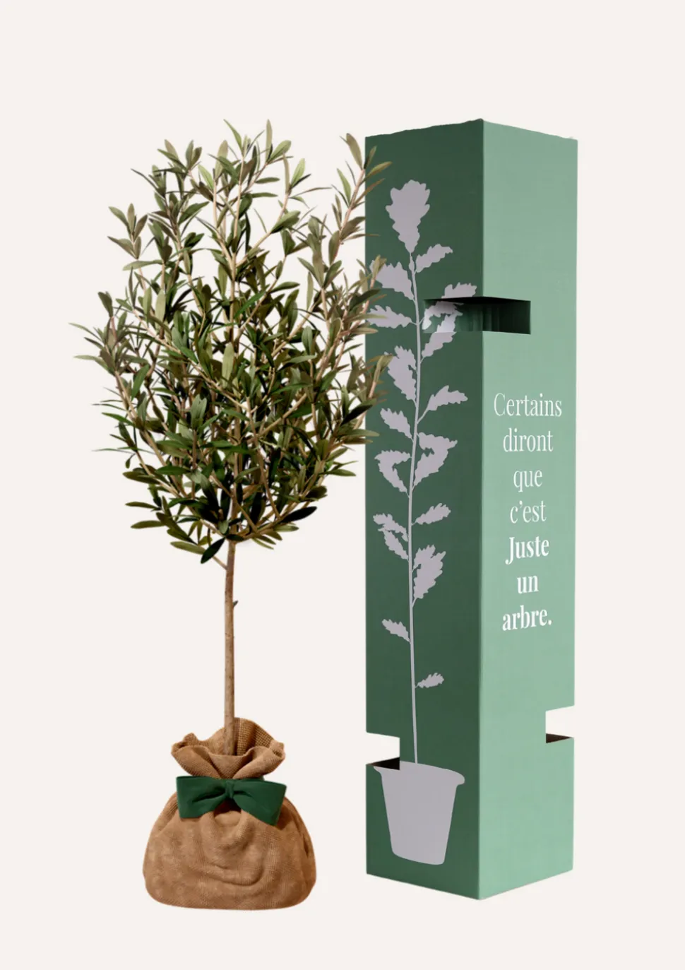 JUSTE UN ARBRE. - Olivier | idée cadeau : naissance, mariage, anniversaire - à planter en intérieur ou extérieur.