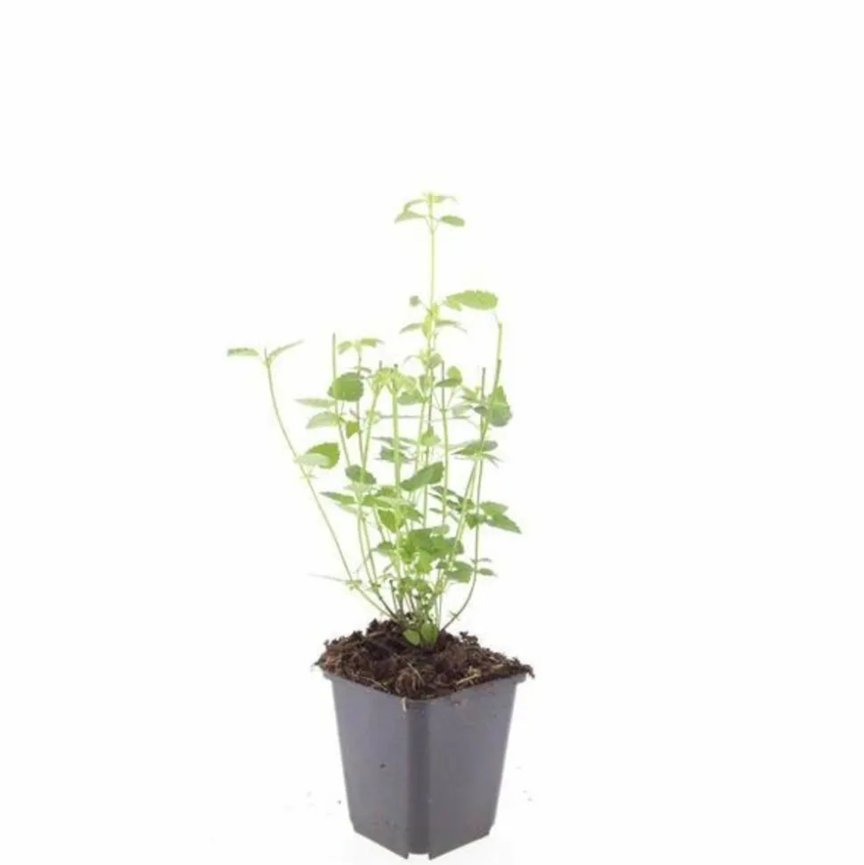 LA GREEN TOUCH - Agastache 'black adder' x6 – entre 0,38 et 0,5m2