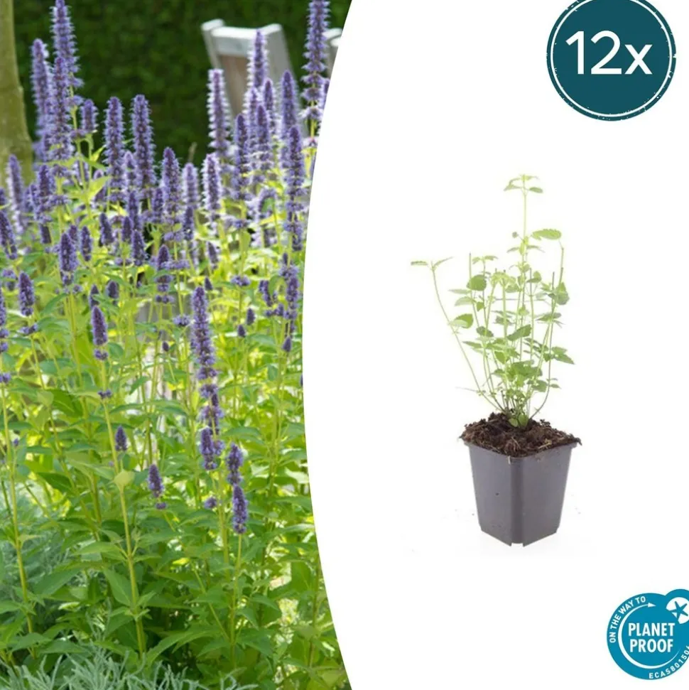 LA GREEN TOUCH - Agastache 'black adder' x6 – entre 0,38 et 0,5m2