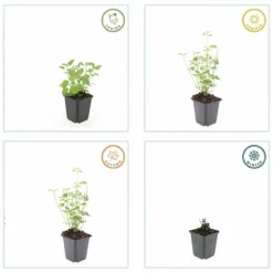 LA GREEN TOUCH - Agastache 'black adder' x12 – entre 0,75 et 1m2