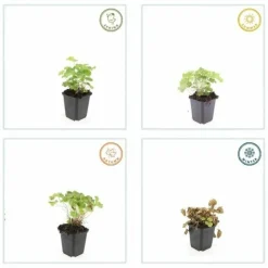 LA GREEN TOUCH - Alchémille commune x12 – entre 0,75 et 1m2