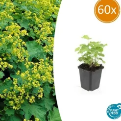 LA GREEN TOUCH - Alchémille commune x6 – entre 0,38 et 0,5m2