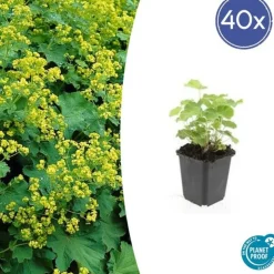 LA GREEN TOUCH - Alchémille commune x60 – entre 3,75 et 5m2