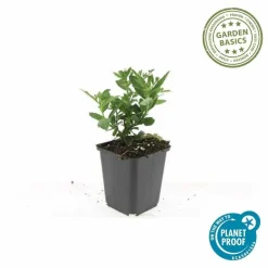 LA GREEN TOUCH - Aster du japon 'stardust' x6 – entre 0,38 et 0,5m2
