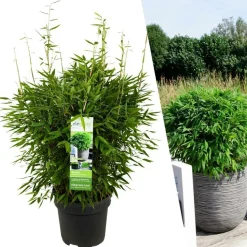 LA GREEN TOUCH - Bambou fargesia 'moontears' pot ø 29 cm