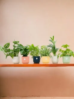 LA GREEN TOUCH - Box surprise 6 plantes+ cache-pot - hauteur 30cm