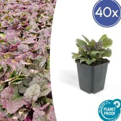 LA GREEN TOUCH - Bugle rampant 'burgundy glow' x40 – entre 2,5 et 3,33m2