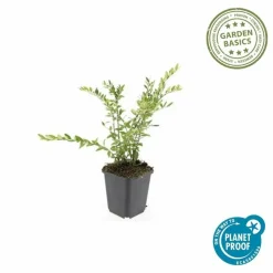 LA GREEN TOUCH - Chèvrefeuille à cupule x20 – entre 1,25 et 1,67m2