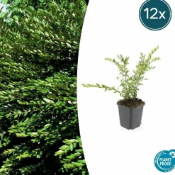 LA GREEN TOUCH - Chèvrefeuille à cupule 'purple pearl' x12 – entre 0,75 et 1m2