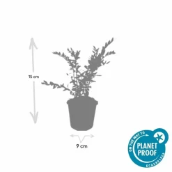 LA GREEN TOUCH - Chèvrefeuille à cupule 'purple pearl' x12 – entre 0,75 et 1m2