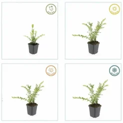 LA GREEN TOUCH - Chèvrefeuille à cupule x60 – entre 3,75 et 5m2