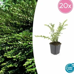 LA GREEN TOUCH - Chèvrefeuille à cupule x60 – entre 3,75 et 5m2