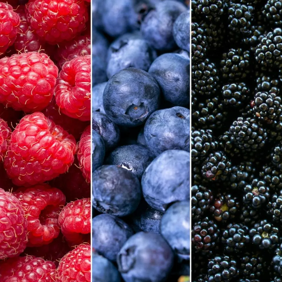 LA GREEN TOUCH - Ensemble de 3 plantes fruitières bio