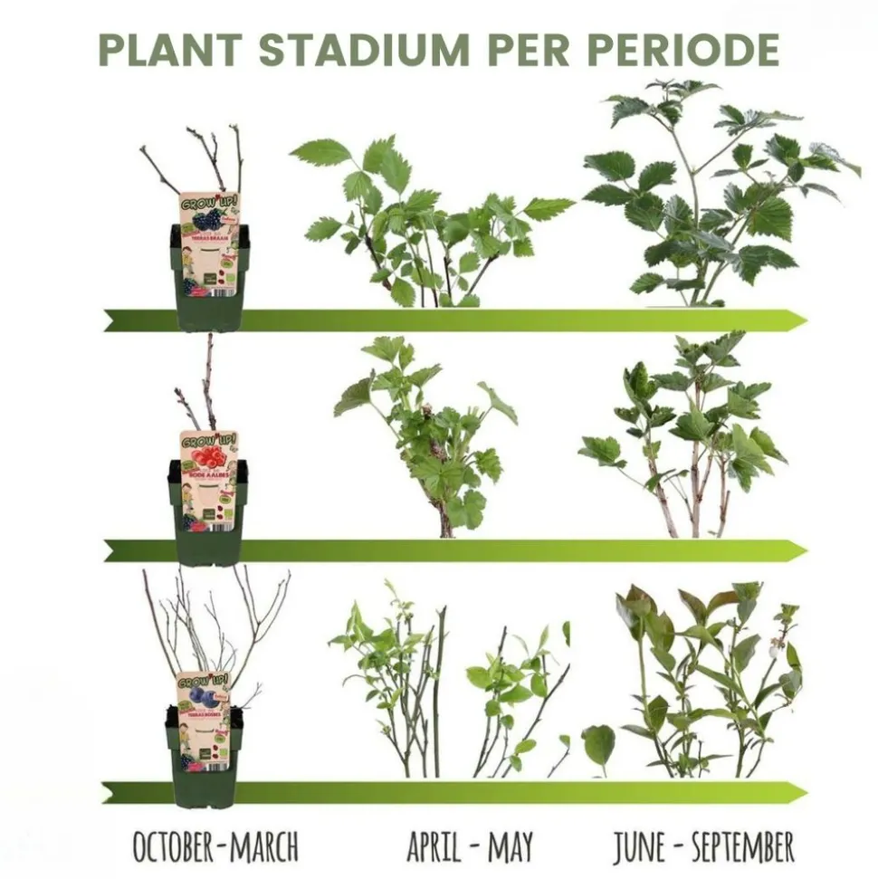 LA GREEN TOUCH - Ensemble de 3 plantes fruitières bio