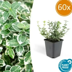 LA GREEN TOUCH - Fusain 'emerald 'n gaiety' x60 – entre 3,75 et 5m2