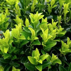 LA GREEN TOUCH - 12 fusains 'green spire'