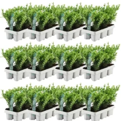 LA GREEN TOUCH - Ilex crenata 'jenny' - lot de 72
