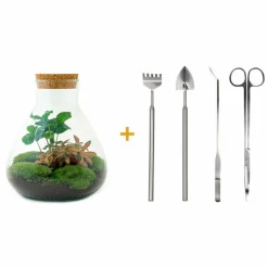 LA GREEN TOUCH - Kit terrarium diy - sama caféier + fittonia rouge - rateau + pelle + pince + ciseaux