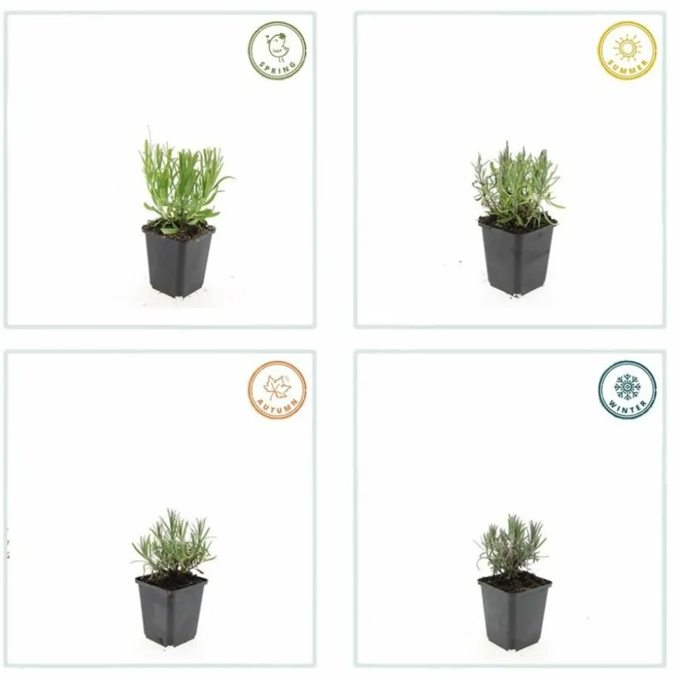 LA GREEN TOUCH - Lavande angustifolia 'munstead' x6 – entre 0,38 et 0,5m2