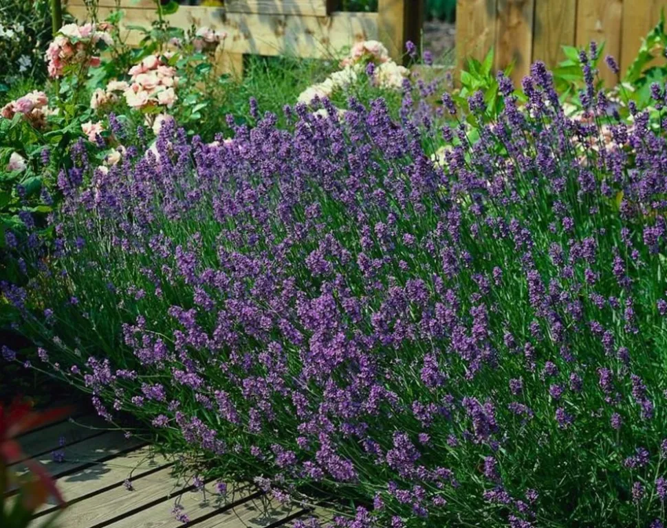 LA GREEN TOUCH - Lavande angustifolia 'munstead' x6 – entre 0,38 et 0,5m2